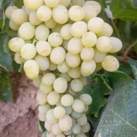 انگور کشمشی بی هسته