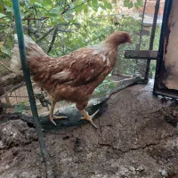 مرغ|حیوانات مزرعه|بیرجند, |دیوار