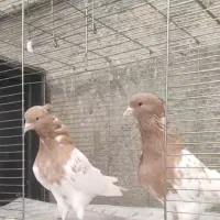 کبوتر کفتر کله سینه