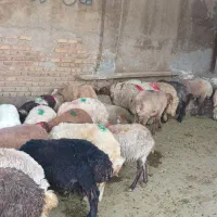 فروش دام زنده