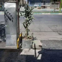 گل‌گاکتوس‌فروشی