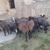 ماده۰