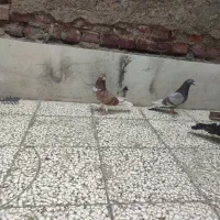 کبوتر
