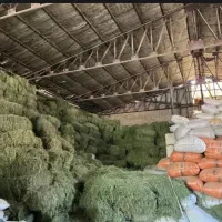 خوراک دام یونجه خورد شده و پرس  کاه