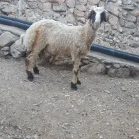بره قوچ