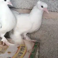 یک جفت کبوتر پاپر