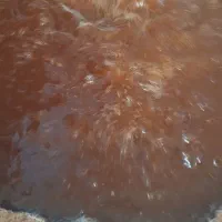 شیره خرما محلی