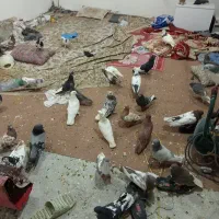 کبوتر
