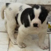 واگذاری توله