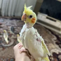 ‌‌‌‌‌عروس هلندی