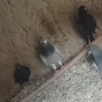 کفتر|پرنده|سراوان, |دیوار