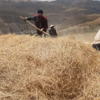 کاه گندم وجو