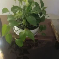 گلدان پتوس