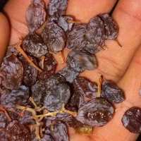 مویز|خوردنی و آشامیدنی|تهران, خاک سفید|دیوار