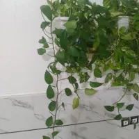 فروش گلهای طبیعی آپارتمانی