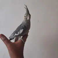 عروس هلندی  سیامون ۵ ماه