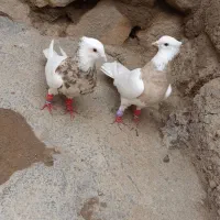 کبوتر طوقی آجری