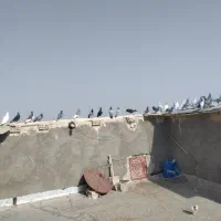 میخای برم سر کار مفروشم