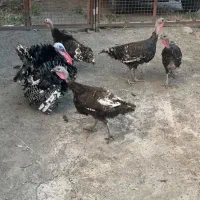 بوقلمون هوندوشقا