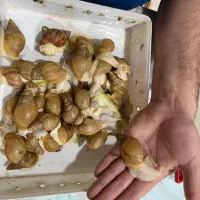 حلزون تراپی