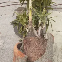 بن سای یوگای۳۷ساله