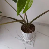 گل بابا آدم با گلدان