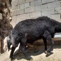 قوچ|حیوانات مزرعه|ملکان, |دیوار