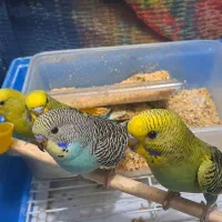 ۴ عدد جوجه مرغ عشق  سالم و سرحال