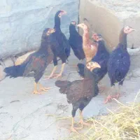 مرغ و خروس ۱۰ تا جوجه محلی و درگ لاری