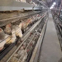 مرغ تخمگذار دونه 150فقط تماس بگیرید