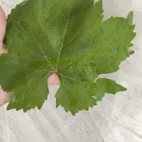برگ