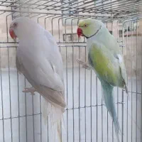 جفت ملنگو پاستل و سیلور مولد