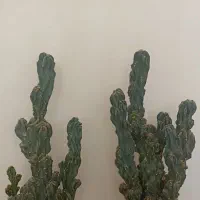 صخره ای|گل و گیاه طبیعی|مهریز, |دیوار