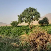 باغ-انگور-500-متری