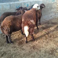 بره قوچ