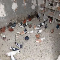 کفتررنگه وپرشی