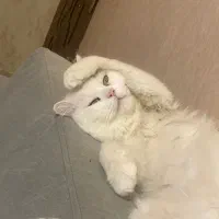 گربه میکس پرشین