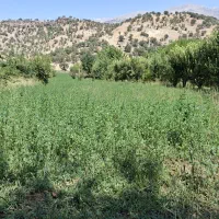میش گوسفند بز بره