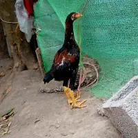 جوجه خروس اصیل