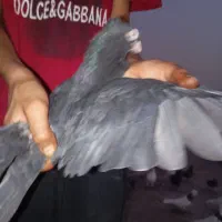 سلام کبوتر کلی خوبوسل