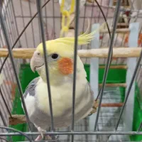 عروس هلندی نر حرف میزنه