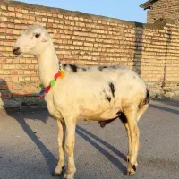 بره قوچ