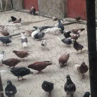 کفتر
