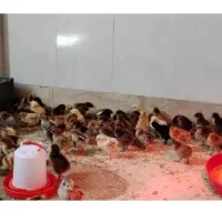 جوجه کاکلی
