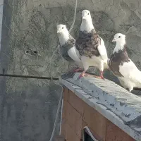 دو جفت طوقی خفت بدون غلط