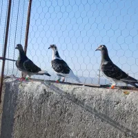 3عددپرسفید