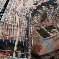 مرغ مینا سخنگو و مرغ مینا