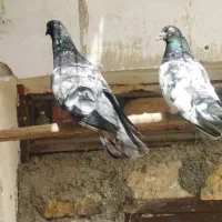 یک.جفت کبوتر پاکستانی