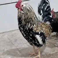 تخم مرغ کلین
