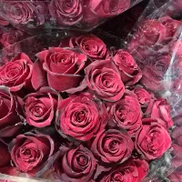 حراج رز هلندی